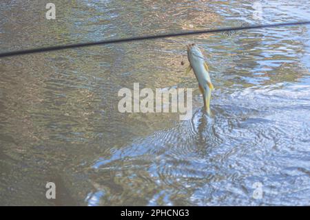 Mandi Chorão (Pimelodus maculatus) poisson capturé par un pêcheur qui est au bord d'une rivière, variation de poisson-chat. Banque D'Images