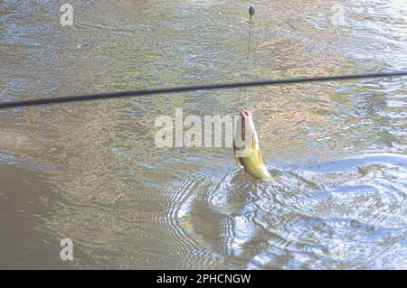 Mandi Chorão (Pimelodus maculatus) poisson capturé par un pêcheur qui est au bord d'une rivière, variation de poisson-chat. Banque D'Images