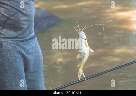 Mandi Chorão (Pimelodus maculatus) poisson capturé par un pêcheur qui est au bord d'une rivière, variation de poisson-chat. Banque D'Images