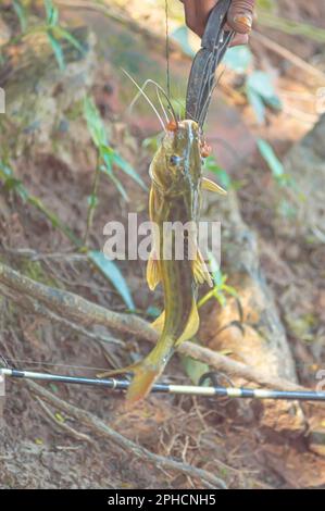 Mandi Chorão (Pimelodus maculatus) poisson capturé par un pêcheur qui est au bord d'une rivière, variation de poisson-chat. Banque D'Images
