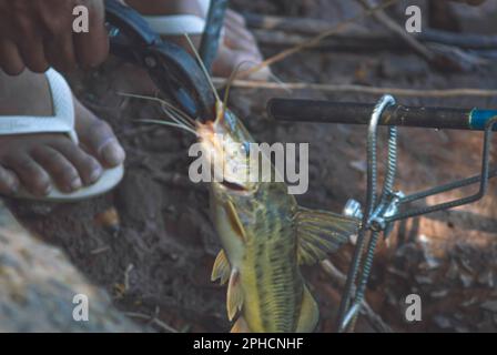 Mandi Chorão (Pimelodus maculatus) poisson capturé par un pêcheur qui est au bord d'une rivière, variation de poisson-chat. Banque D'Images