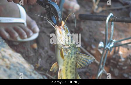 Mandi Chorão (Pimelodus maculatus) poisson capturé par un pêcheur qui est au bord d'une rivière, variation de poisson-chat. Banque D'Images