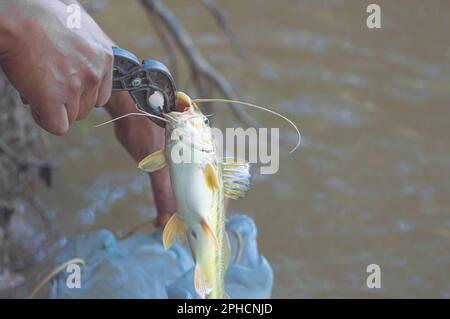 Mandi Chorão (Pimelodus maculatus) poisson capturé par un pêcheur qui est au bord d'une rivière, variation de poisson-chat. Banque D'Images