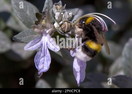 Bumblebee à queue blanche ou Bombus lucorum sur la fleur bleue d'une Germanienne de Shrubby ou de Teucrium fruticans L. Banque D'Images