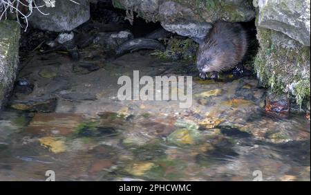 Rat musqué ou Ondatra zibethicus sur la rive d'une rivière Banque D'Images