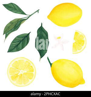 Aquarelle ensemble botanique d'illustratives de feuilles de citron, de fruits et de fleurs sur fond blanc.Illustration pour le design, cartes de voeux, cartes postales, kitc Banque D'Images