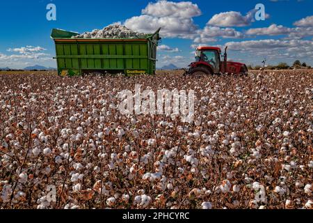 Prêts pour la récolte de coton pima - Agriculture - Marana, Arizona Banque D'Images