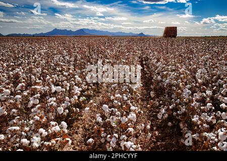 Prêts pour la récolte de coton pima - Agriculture - Marana, Arizona Banque D'Images