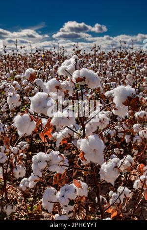 Prêts pour la récolte de coton pima - Agriculture - Marana, Arizona Banque D'Images