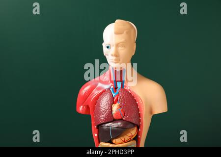 Mannequin d'anatomie humaine montrant les organes internes sur fond vert Banque D'Images