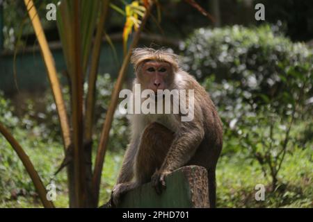 Macaques, langur face violette et singes à l'état sauvage au Sri Lanka, visitez le Sri Lanka Banque D'Images