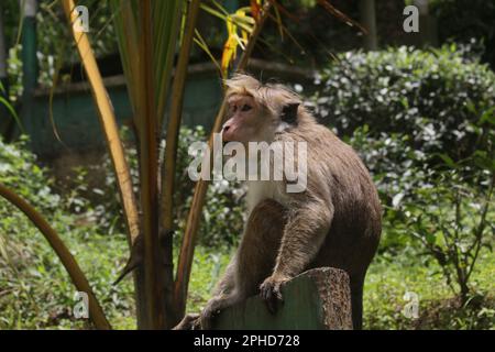 Macaques, langur face violette et singes à l'état sauvage au Sri Lanka, visitez le Sri Lanka Banque D'Images