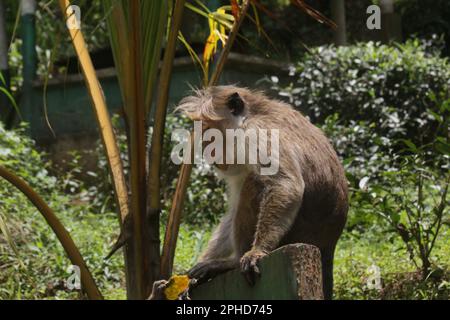 Macaques, langur face violette et singes à l'état sauvage au Sri Lanka, visitez le Sri Lanka Banque D'Images