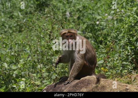 Macaques, langur face violette et singes à l'état sauvage au Sri Lanka, visitez le Sri Lanka Banque D'Images