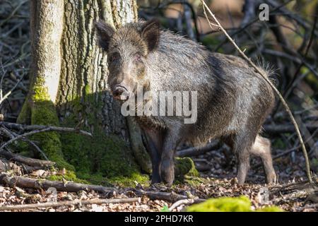 Le sanglier Banque D'Images