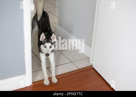 Husky sibérien veut jouer. Le chien propose de jouer Banque D'Images
