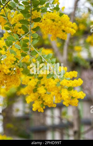 Fleurs d'acacia à feuilles d'argent jaune qui fleurissent dans le jardin Banque D'Images