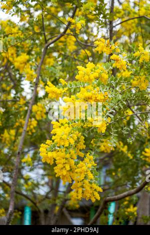 Fleurs d'acacia à feuilles d'argent jaune qui fleurissent dans le jardin Banque D'Images