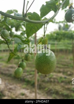 passiflora edulis craintant des fruits accrochés à la tige de la ferme Banque D'Images