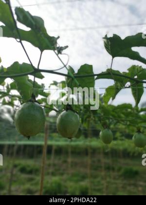 passiflora edulis craintant des fruits accrochés à la tige de la ferme Banque D'Images