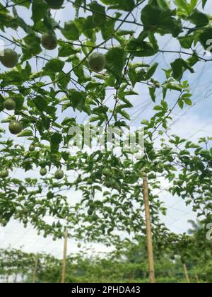 passiflora edulis craintant des fruits accrochés à la tige de la ferme Banque D'Images