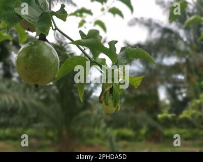 passiflora edulis craintant des fruits accrochés à la tige de la ferme Banque D'Images