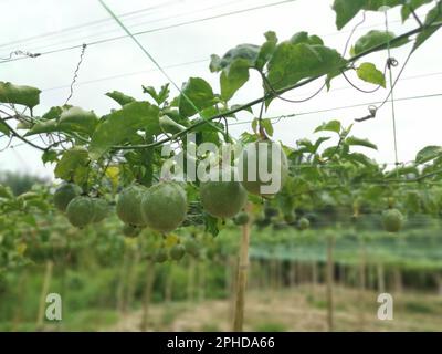 passiflora edulis craintant des fruits accrochés à la tige de la ferme Banque D'Images