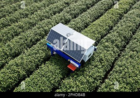 HANGZHOU, CHINE - 28 MARS 2023 - un robot de cueillette de thé ai cueille les bourgeons du thé de West Lake Longjing dans une plantation de thé de la première classe réserve de Banque D'Images