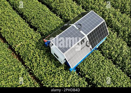 HANGZHOU, CHINE - 28 MARS 2023 - un robot de cueillette de thé ai cueille les bourgeons du thé de West Lake Longjing dans une plantation de thé de la première classe réserve de Banque D'Images