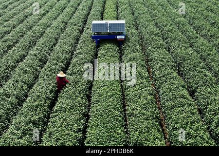 HANGZHOU, CHINE - 28 MARS 2023 - un robot de cueillette de thé ai cueille les bourgeons du thé de West Lake Longjing dans une plantation de thé de la première classe réserve de Banque D'Images