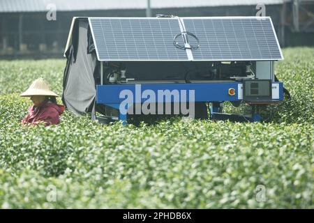 HANGZHOU, CHINE - 28 MARS 2023 - un robot de cueillette de thé ai cueille les bourgeons du thé de West Lake Longjing dans une plantation de thé de la première classe réserve de Banque D'Images