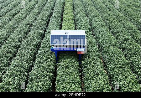 HANGZHOU, CHINE - 28 MARS 2023 - un robot de cueillette de thé ai cueille les bourgeons du thé de West Lake Longjing dans une plantation de thé de la première classe réserve de Banque D'Images