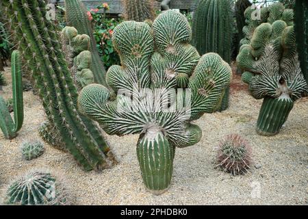 Cactus de forme corail unique, également connu sous le nom scientifique strictum Crestata Banque D'Images