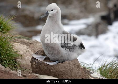 Un Albatros à sourcils noirs, jeune, Thalassarche melanophris, assis sur un nid sur l'île de Saunders, l'une des plus petites îles Falkland. Banque D'Images