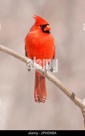 Cardinal rouge du Nord perçant sur une branche dans la forêt, Québec, Canada Banque D'Images