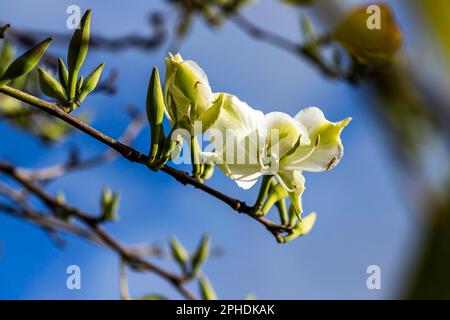 Blanc Bauhinia variegata Orchid fleurs d'arbre parmi les feuilles vertes de près Banque D'Images