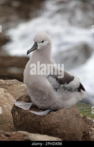 Un Albatros à sourcils noirs, jeune, Thalassarche melanophris, assis sur un nid sur l'île de Saunders, l'une des plus petites îles Falkland. Banque D'Images