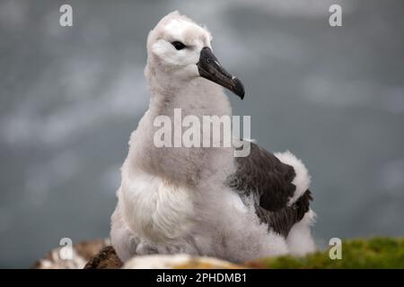 Un jeune Albatros brun noir, Thalassarche melanophris, sur l'île de Saunders, L'une des plus petites îles Falkland. Banque D'Images