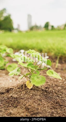 Pousses de légumes verts frais au printemps sur le terrain, flou. Croissance de jeunes pousses de plantules vertes dans les champs agricoles cultivés. AGRI Banque D'Images