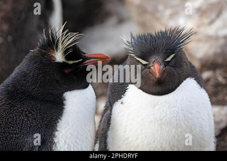 Deux Penquins de Southern Rock Hopper, Eudyptes Chrysocome, à l'île de Saunders, dans les îles Falkland. Banque D'Images