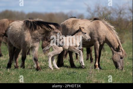 Un poulain de cinq jours de Konik, le premier né cette saison, parmi le troupeau de la réserve naturelle de Wicken Fen de la National Trust à Cambridgeshire. Les animaux en pâturage, une race résistante originaire de Pologne, contribuent à maintenir « l'une des zones humides les plus importantes d'Europe » et attirent de nouvelles espèces de flore et de faune dans le marais, laissant des empreintes et des tas de bouées remplies d'eau au fur et à mesure. Composé de l'un des quatre seuls fragments de fens non drainés au Royaume-Uni, le Wincken Fen est un habitat clé pour des milliers d'espèces de fleurs, d'insectes et d'oiseaux, jouant un rôle écologique important en bloquant le carbone dans Banque D'Images