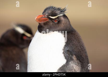 Un penquin de roche du Sud, Eudyptes Chrysocome, à l'île de Saunders, dans les îles Falkland. Banque D'Images