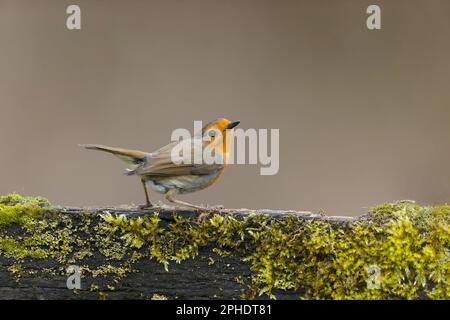 Robin erithacus rubecula, adulte perché sur une clôture couverte de mousse, Suffolk, Angleterre, mars Banque D'Images