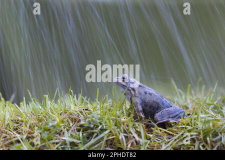 Grenouille commune Rana temporaria, adulte debout sur l'herbe sous la pluie, Suffolk, Angleterre, mars Banque D'Images