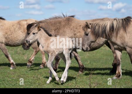 Un poulain de cinq jours de Konik, le premier né cette saison, parmi le troupeau de la réserve naturelle de Wicken Fen de la National Trust à Cambridgeshire. Les animaux en pâturage, une race résistante originaire de Pologne, contribuent à maintenir « l'une des zones humides les plus importantes d'Europe » et attirent de nouvelles espèces de flore et de faune dans le marais, laissant des empreintes et des tas de bouées remplies d'eau au fur et à mesure. Composé de l'un des quatre seuls fragments de fens non drainés au Royaume-Uni, le Wincken Fen est un habitat clé pour des milliers d'espèces de fleurs, d'insectes et d'oiseaux, jouant un rôle écologique important en bloquant le carbone dans Banque D'Images