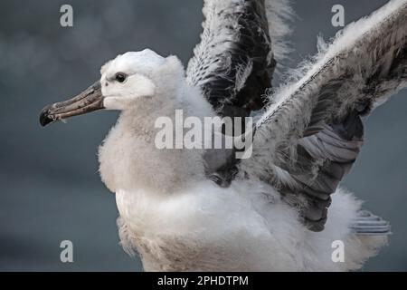 Un jeune Albatros brun noir, Thalassarche melanophris, sur l'île de Saunders, L'une des plus petites îles Falkland. Banque D'Images