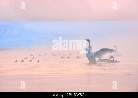 dans le froid glacial... Whooper cygne *Cygnus cygnus* en hiver, se redresse dans l'eau froide et se déforme en ses ailes Banque D'Images