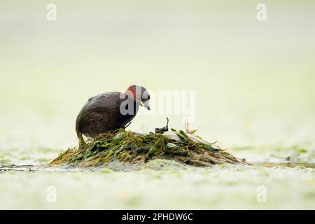 sur le nid... Petit Grebe ( Tachybaptus ruficollis ) grimpant sur son nid. Banque D'Images