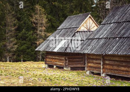 Petits bâtiments traditionnels en bois dans la vallée de Chocholowska, parc national de Tatra, Pologne. Début du printemps, champ de fleurs de crocus pourpre. Épicéa pour Banque D'Images