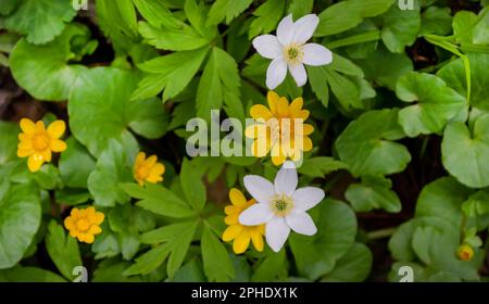 Anémone japonaise en fleur. Plante de jardin jaune et blanche de la famille des buttercup, également connue sous le nom d'anémone chinoise, de foxglove ou d'anémone.Selective Focus Banque D'Images